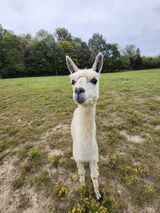 alpaca for sale