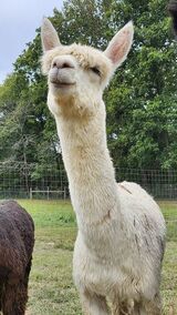 alpaca for sale