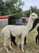 alpaca for sale