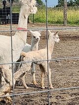 Male cria Clyde