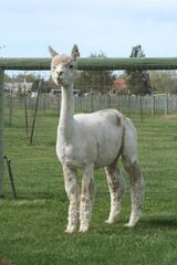 alpaca for sale