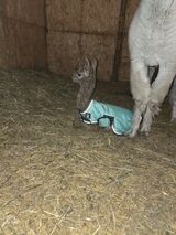 First night in the barn