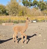 alpaca for sale