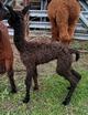 Proven: Cria Female D.O.B. 09/20/2017, D.O.D. (accidental) 12/11/2017