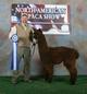 2007 Cria