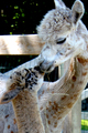 With her 2011 cria, Tazer