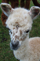 2014 cria, Raygun