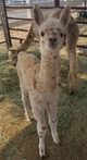 Cookie's 2018 female cria