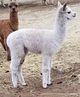 Shae's 2017 cria, turning platinum!