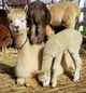 Shae with her 2017 cria, fawn at birth and going grey!