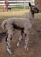 Solara's 2018 harlequin male cria