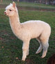 Quintessa as a cria