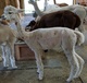 Ivy showing her spots after shearing