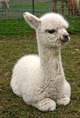 Ivy as a cria