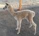 Stella's 2014 cria, Solara