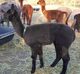 Stella's 2015 cria, Stratos