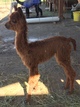 2017 Star Dust Cria