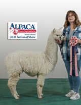 alpaca for sale