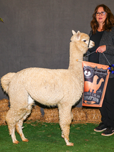 alpaca for sale