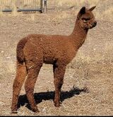 alpaca for sale