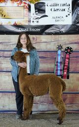 alpaca for sale