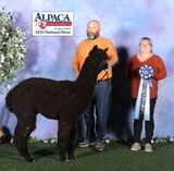 alpaca for sale