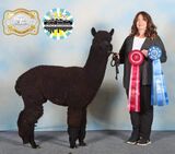 alpaca for sale