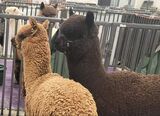 alpaca for sale