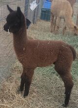 alpaca for sale