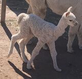 alpaca for sale