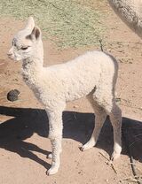 alpaca for sale