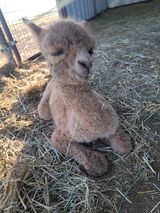 alpaca for sale