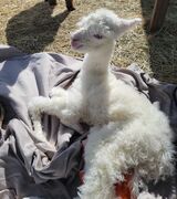 alpaca for sale