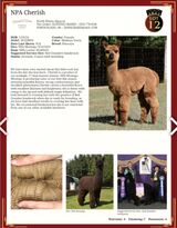 alpaca for sale