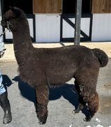 alpaca for sale