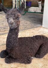 alpaca for sale