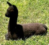 alpaca for sale