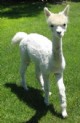 08 Female cria 