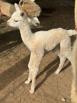 alpaca for sale