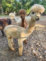 alpaca for sale