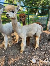 alpaca for sale