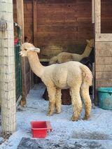 alpaca for sale