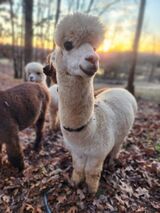 alpaca for sale