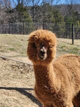 alpaca for sale