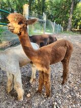 alpaca for sale