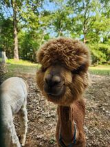 alpaca for sale