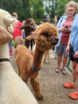 alpaca for sale