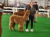 alpaca for sale