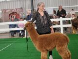 alpaca for sale