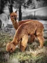 alpaca for sale